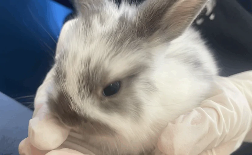 「食滞？」と思ったら…実は妊娠中だったウサギさんの診断例