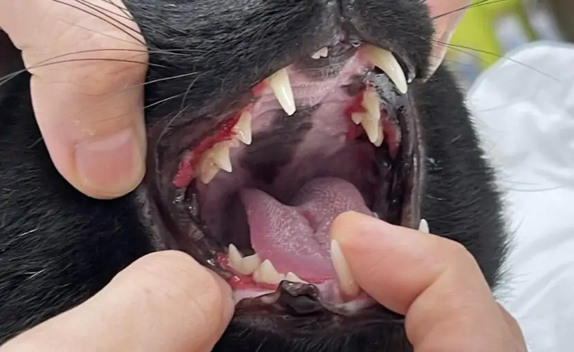 猫の歯肉口内炎について〜原因・症状・治療の選択肢〜