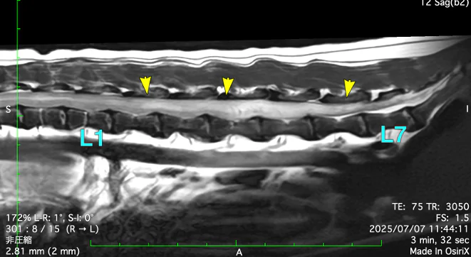 【症例紹介】進行性脊髄軟化症と闘い、命を取り留めたトイプードルの女の子